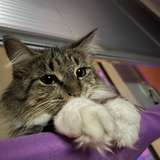 Kittiolic