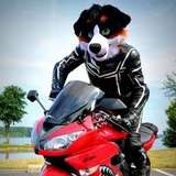 angrybarks
