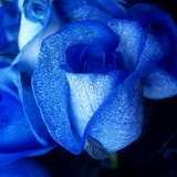 Blue_Rose8900