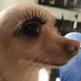 pp7