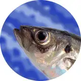 fishmans-brain