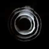 pao_olea