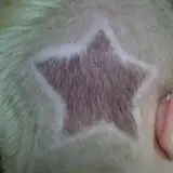 very_short_hair