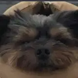 tarzaned