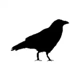 randomcrow